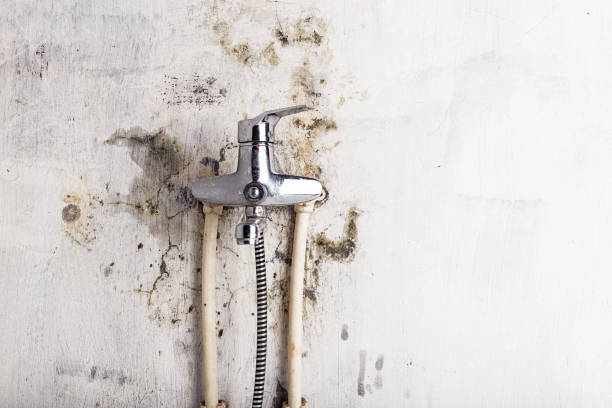 Best Commercial Mold Removal  in Chisago City, MN