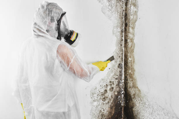 Best Mold Removal Process  in Chisago City, MN