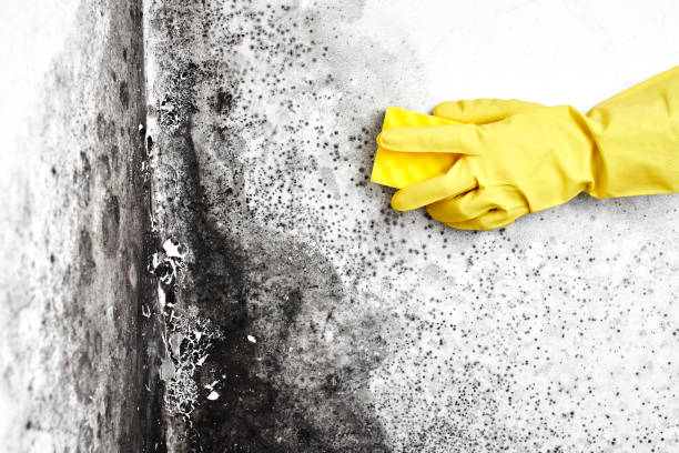 Best Black Mold Removal  in Chisago City, MN