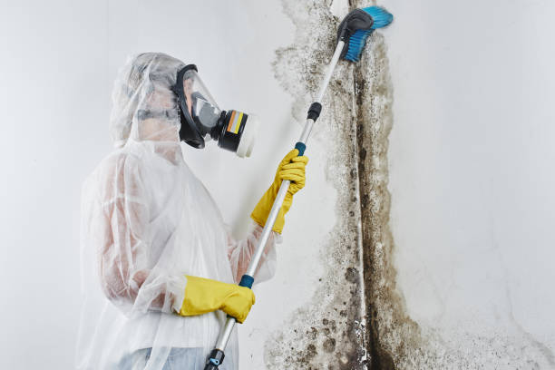 Best Same-Day Mold Removal  in Chisago City, MN