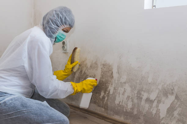 Best Fast Mold Removal  in Chisago City, MN