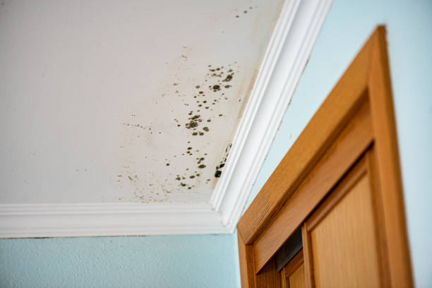 Best Home Mold Removal  in Chisago City, MN