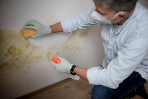 Chisago City, MN Mold Removal Company