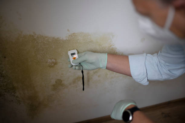 Mold Removal and Inspection in Chisago City, MN