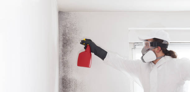 Best Office Mold Removal Services  in Chisago City, MN