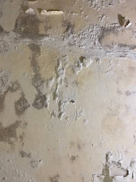 Best Emergency Mold Removal  in Chisago City, MN
