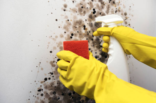 Best Attic Mold Removal  in Chisago City, MN
