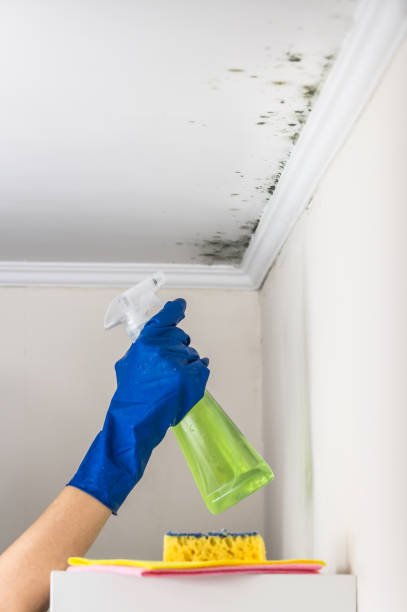 Best Office Mold Removal Services  in Chisago City, MN